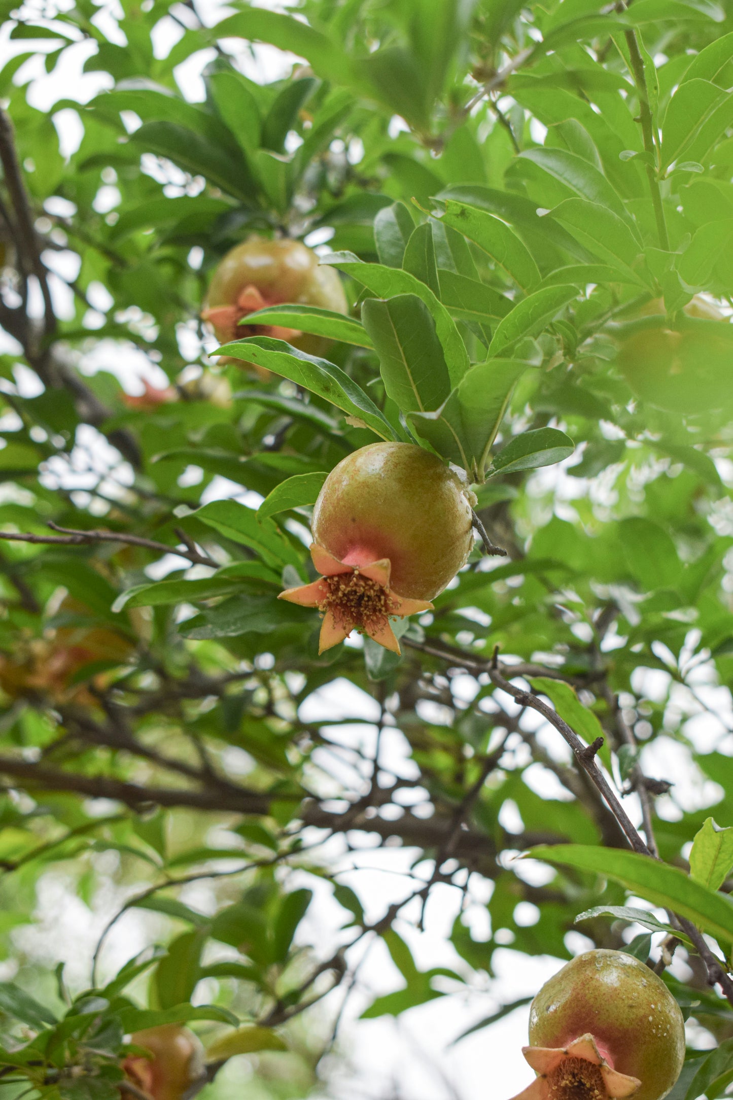 Pomegranate