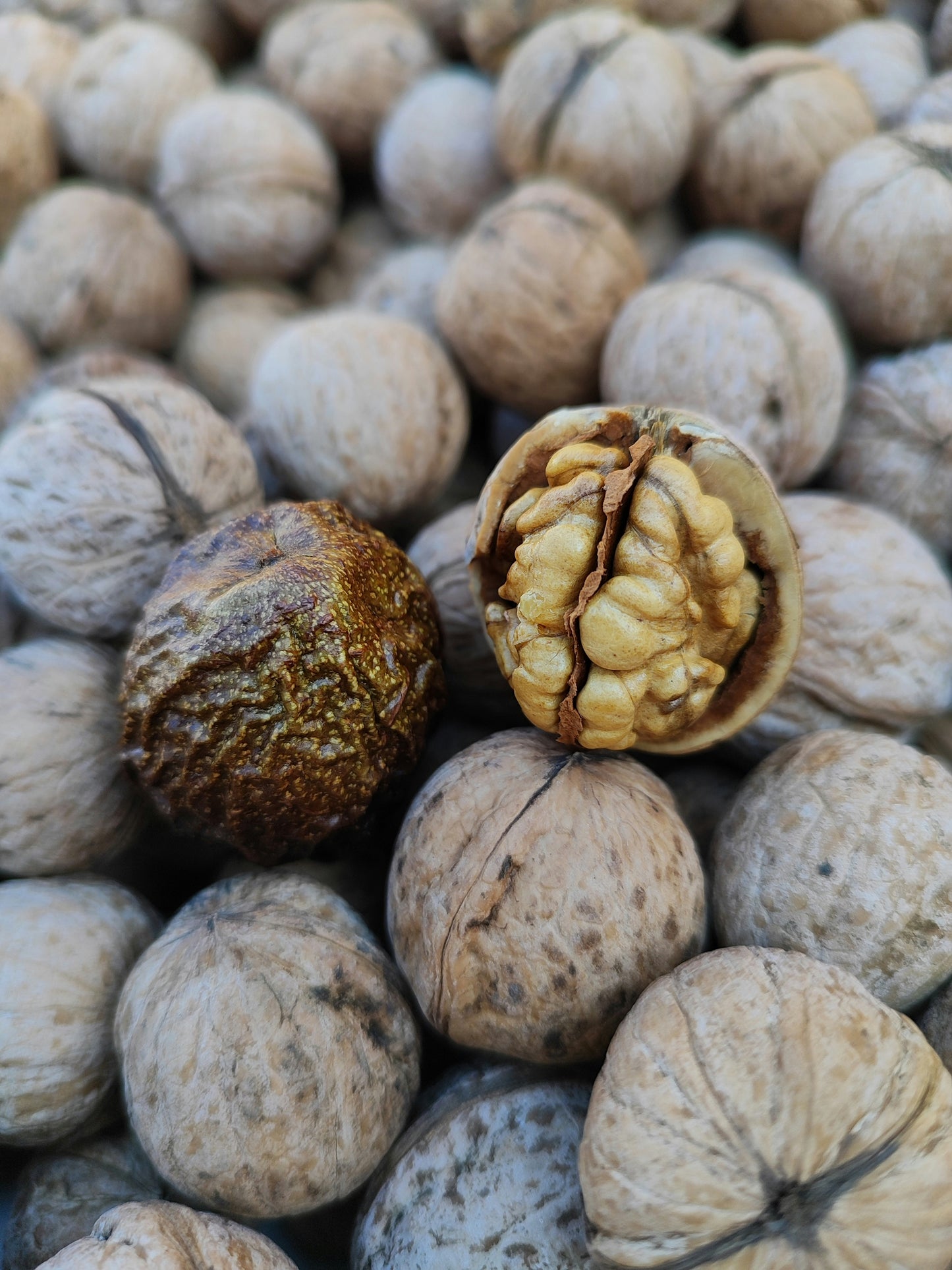 Walnut