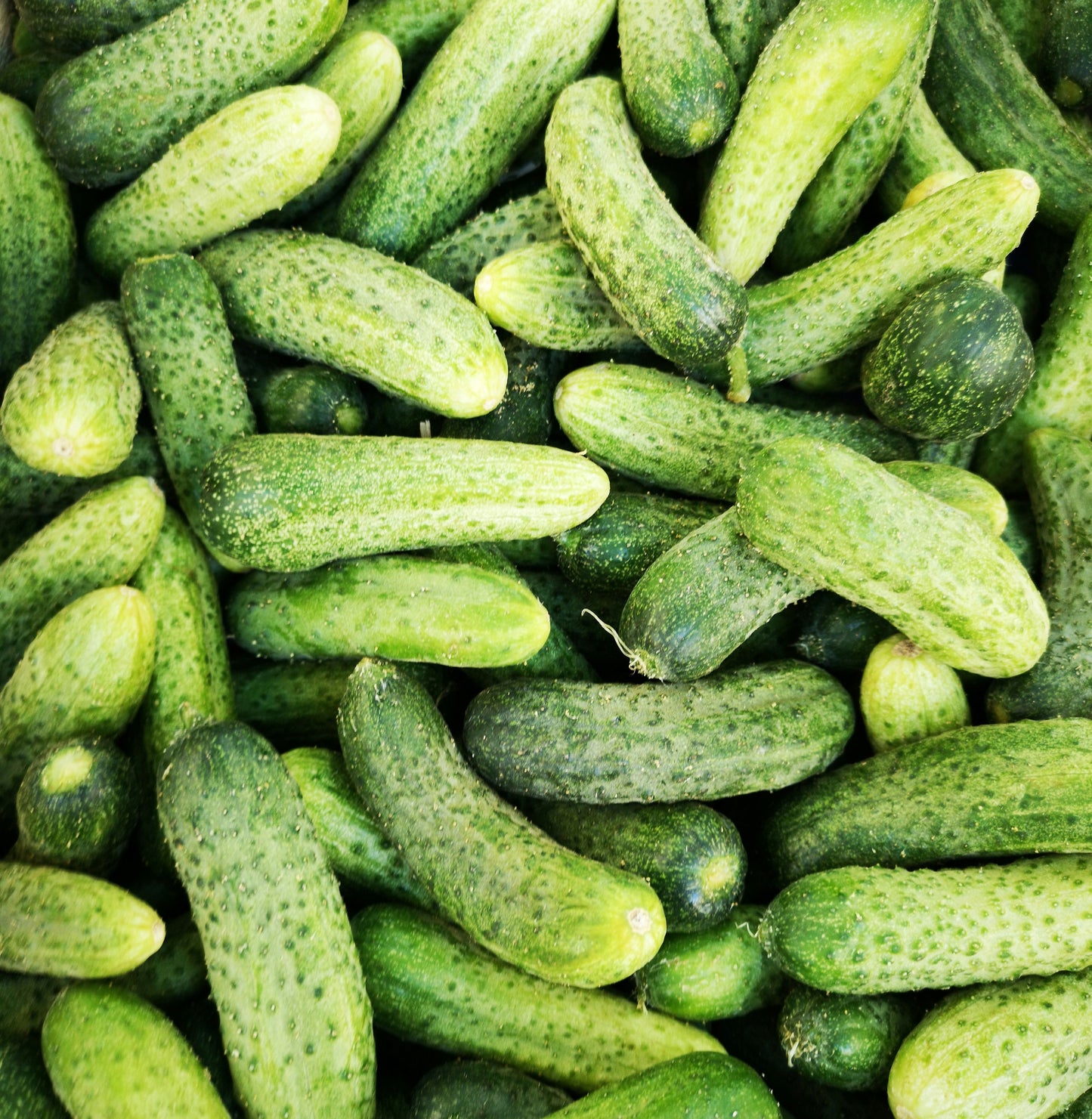 Pickle