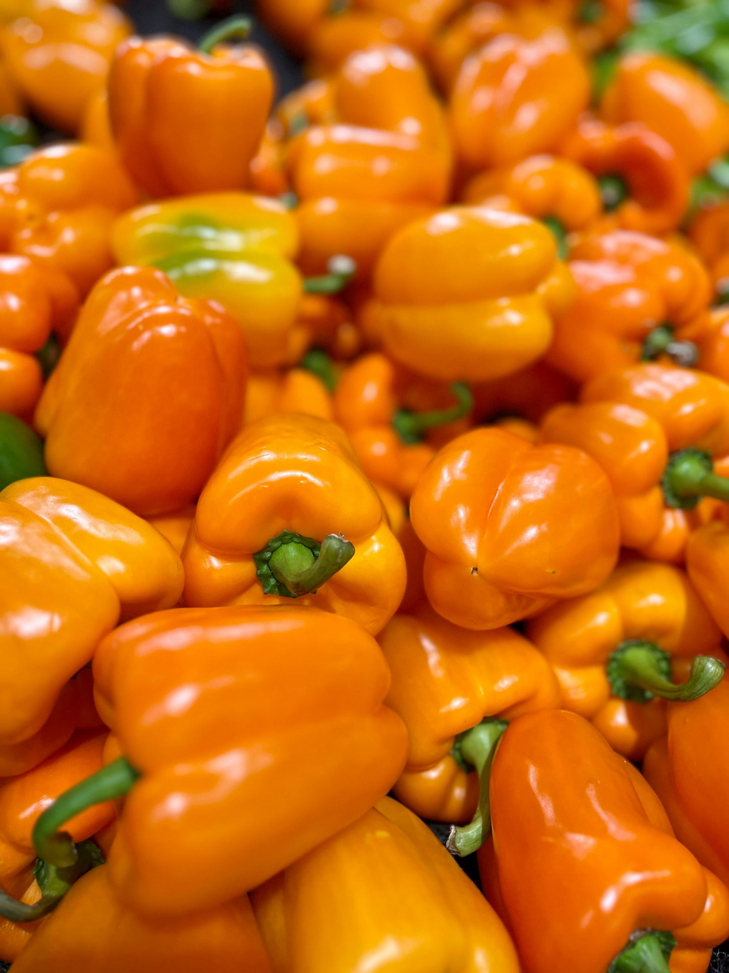 Bell Pepper