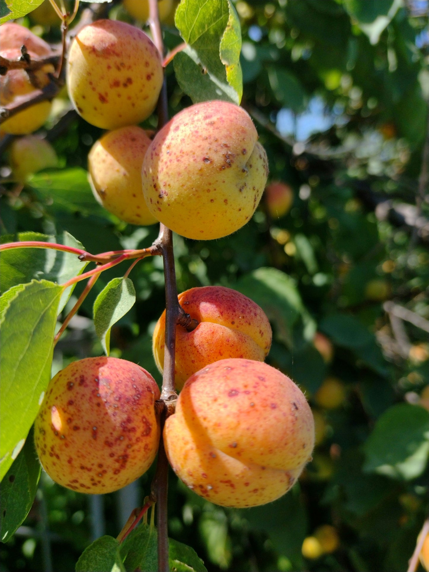Peach