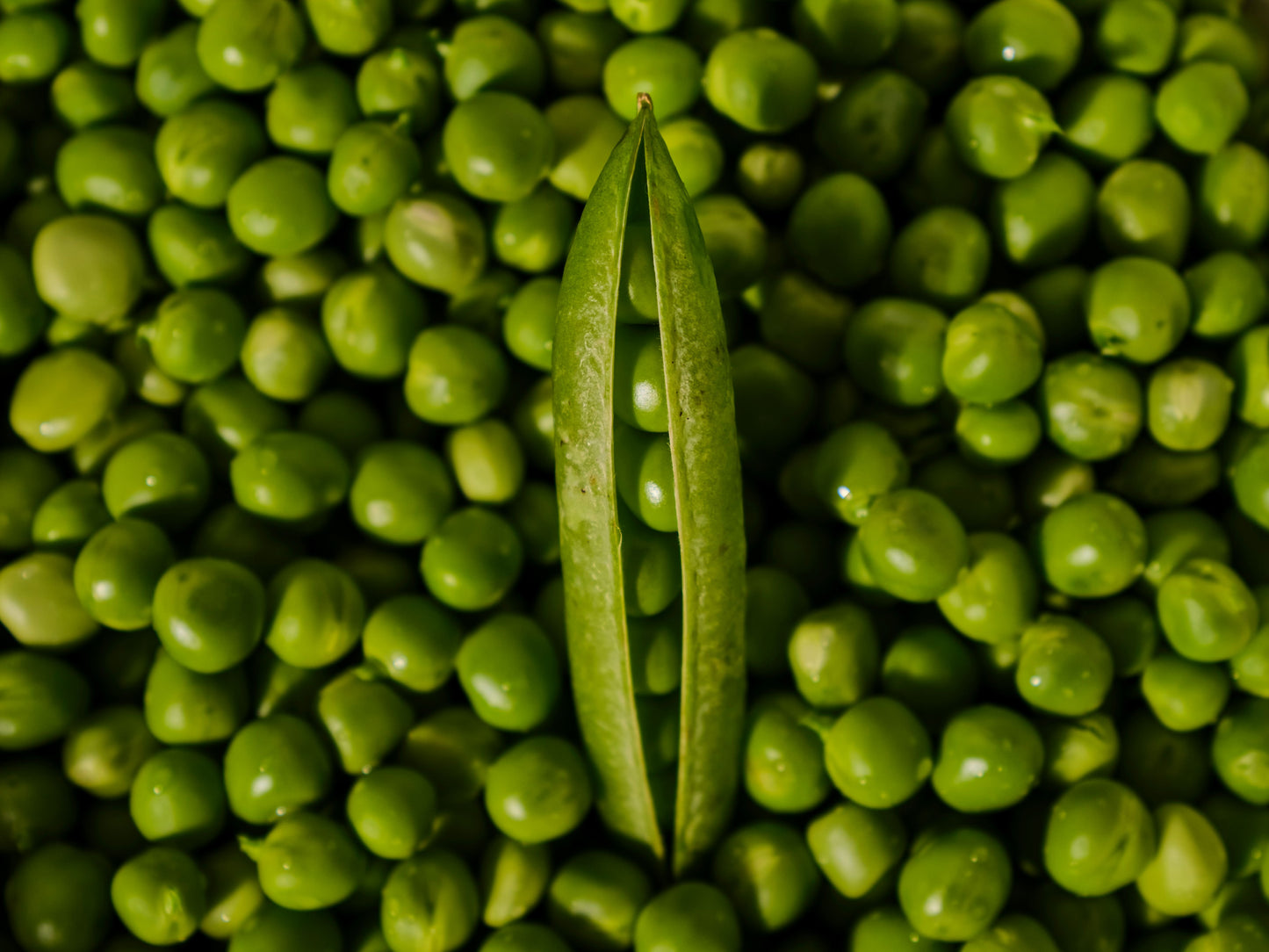 Pea