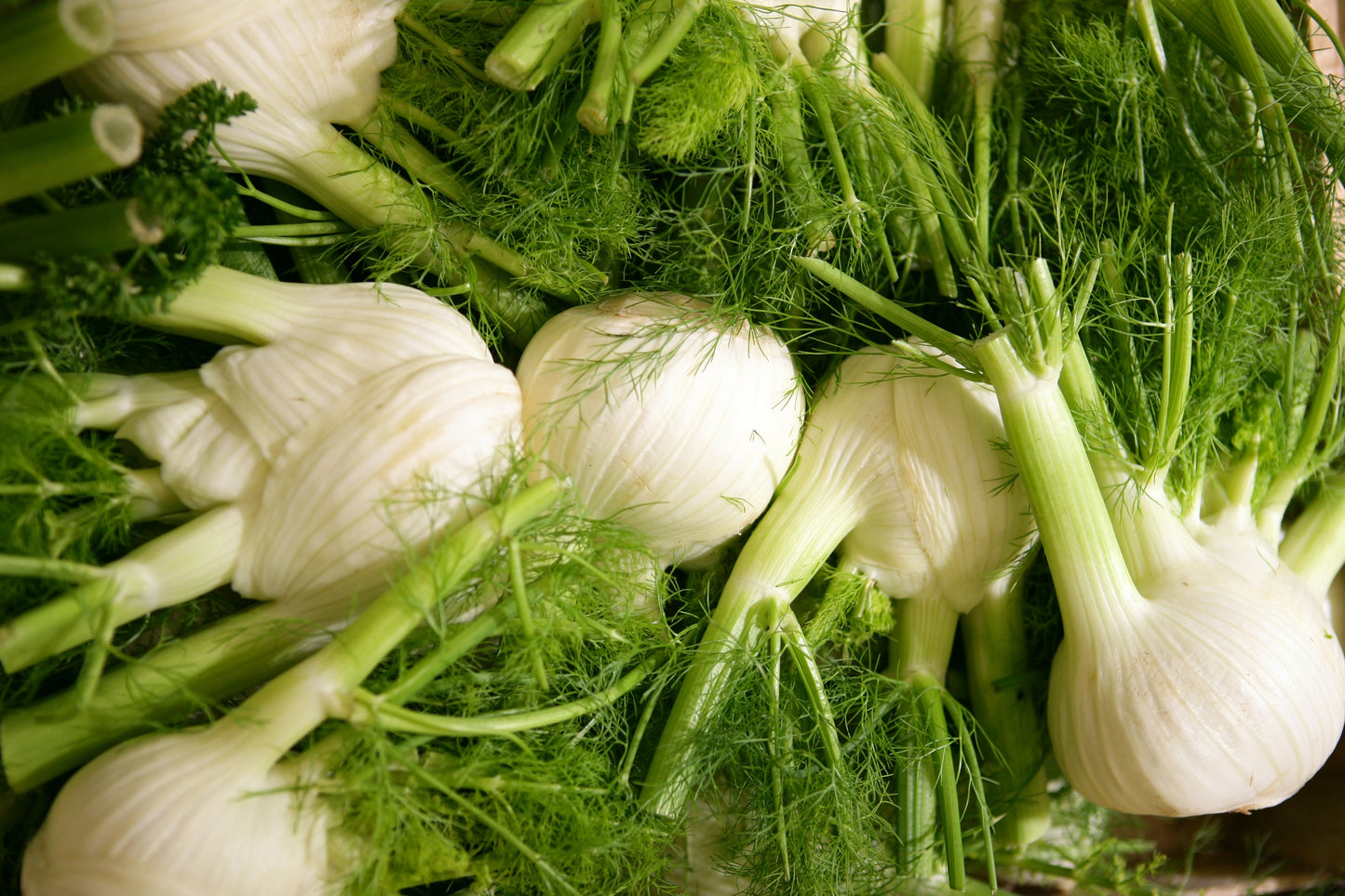 Fennel