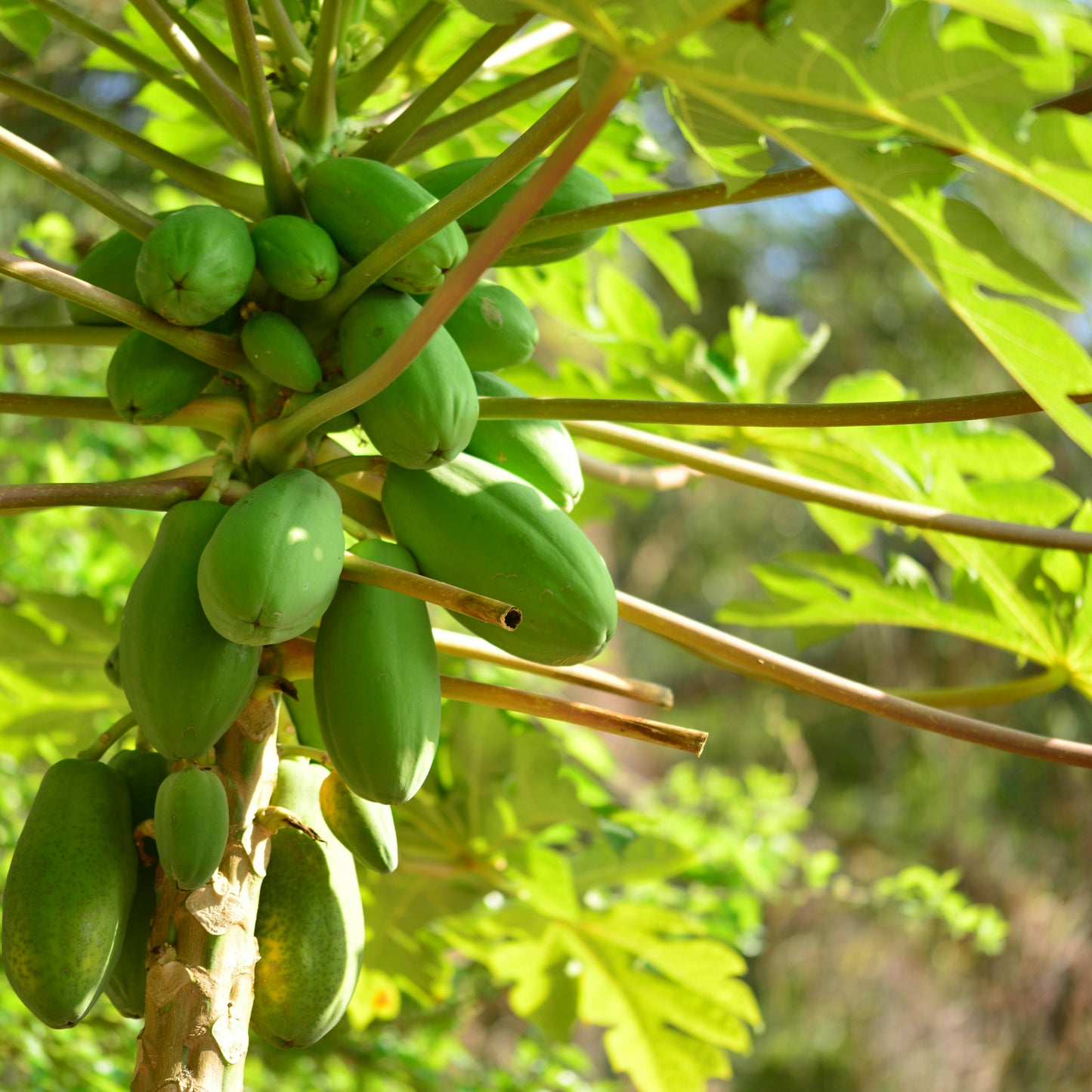 Papaya