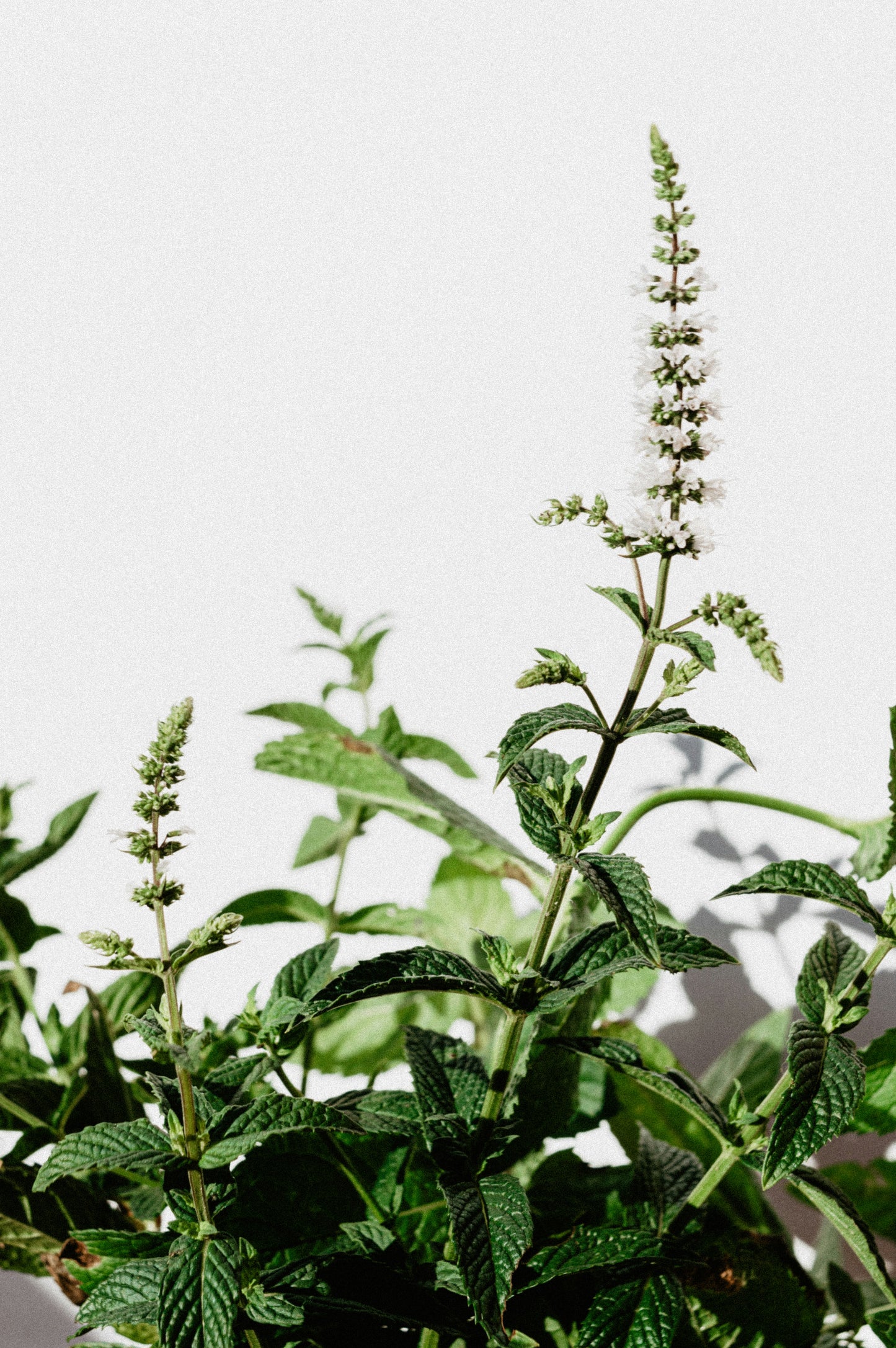 Pennyroyal