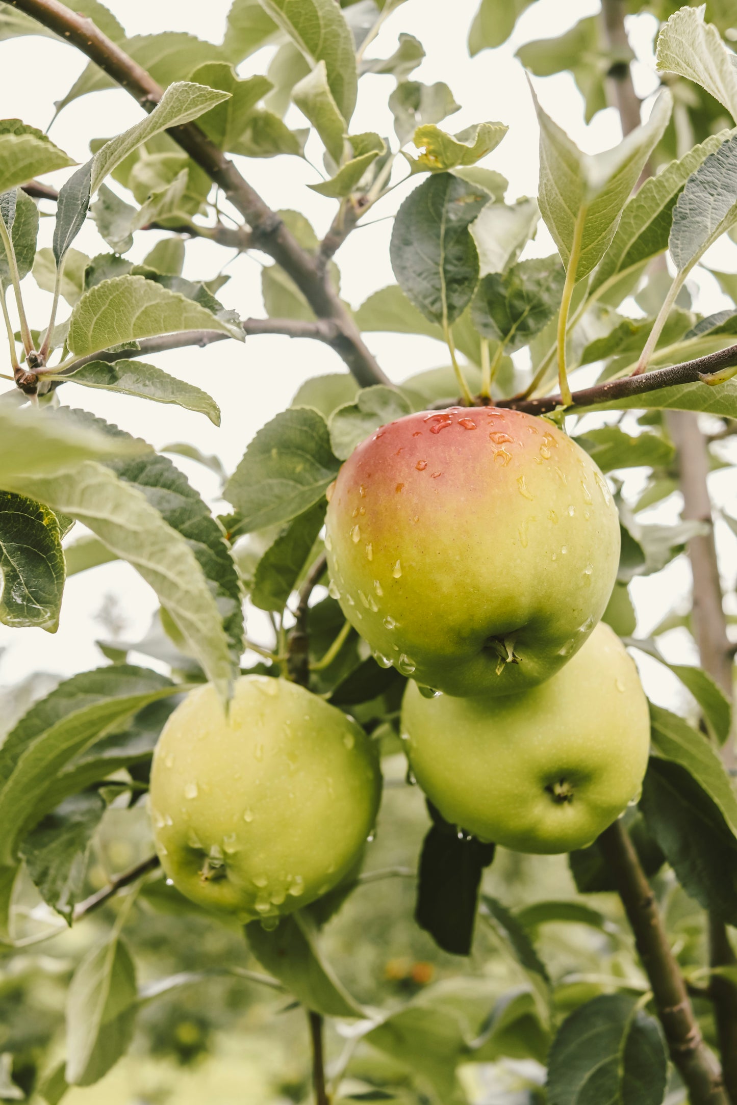 Local apples