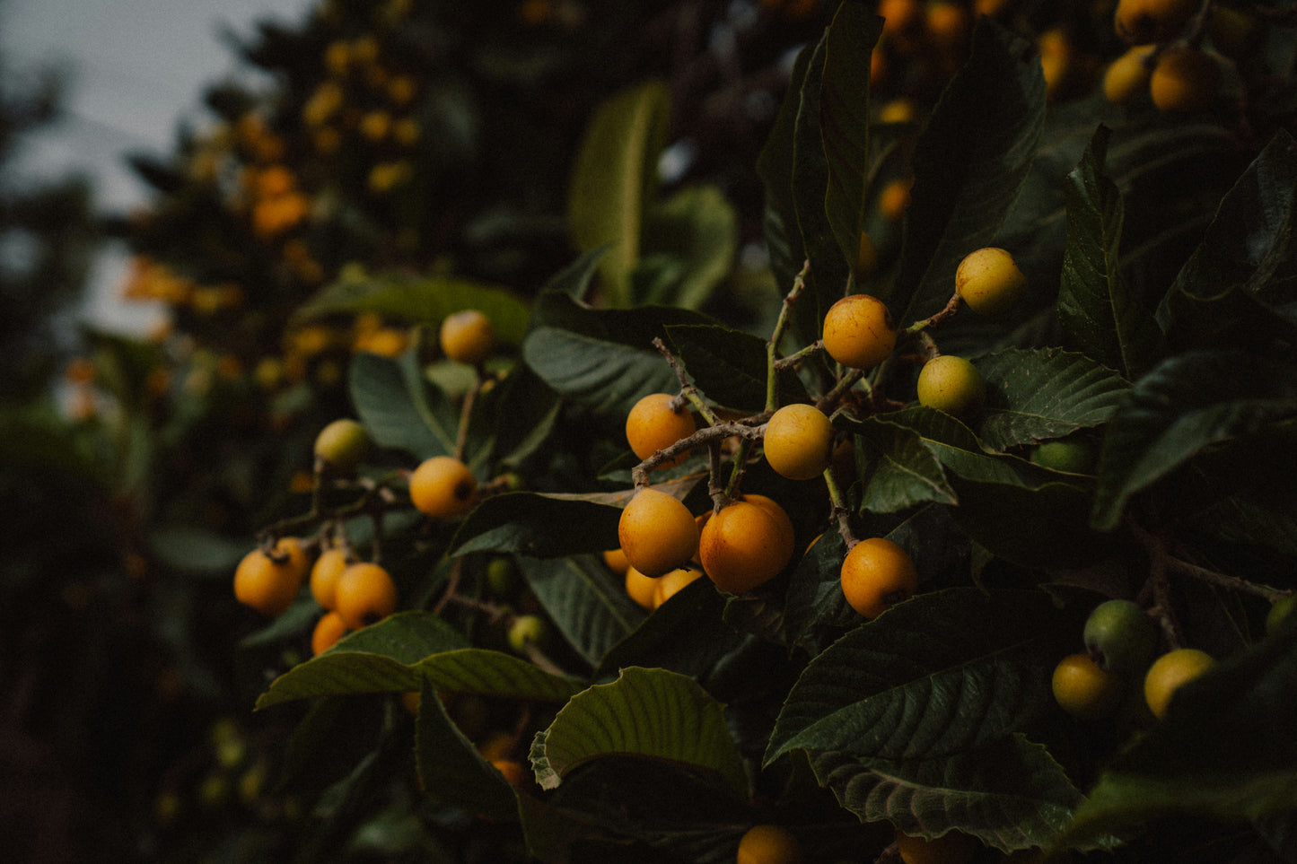 Medlar