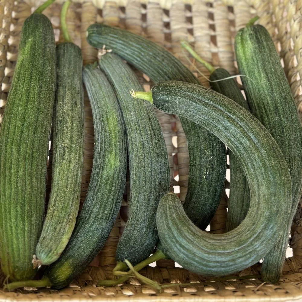 Armenian Cucumber