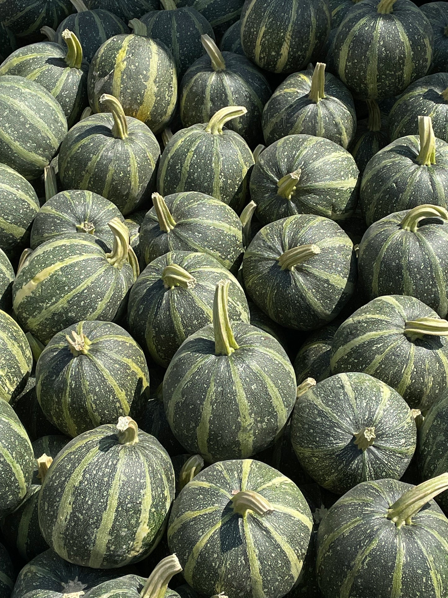 Round Zucchini