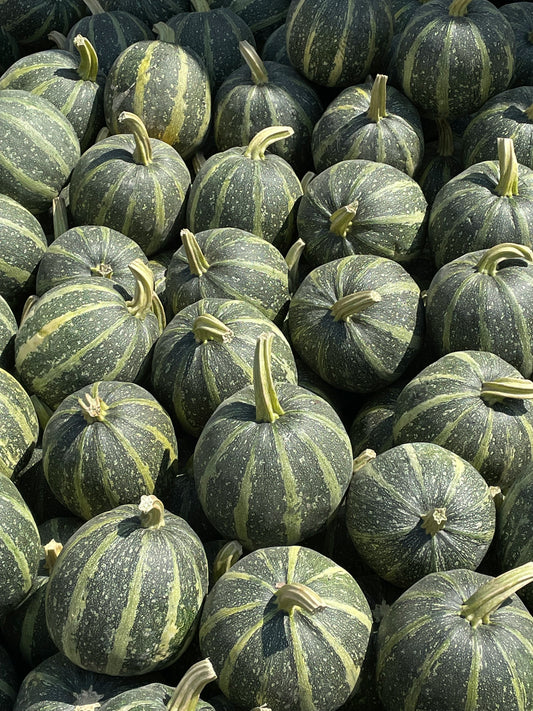 Round Zucchini
