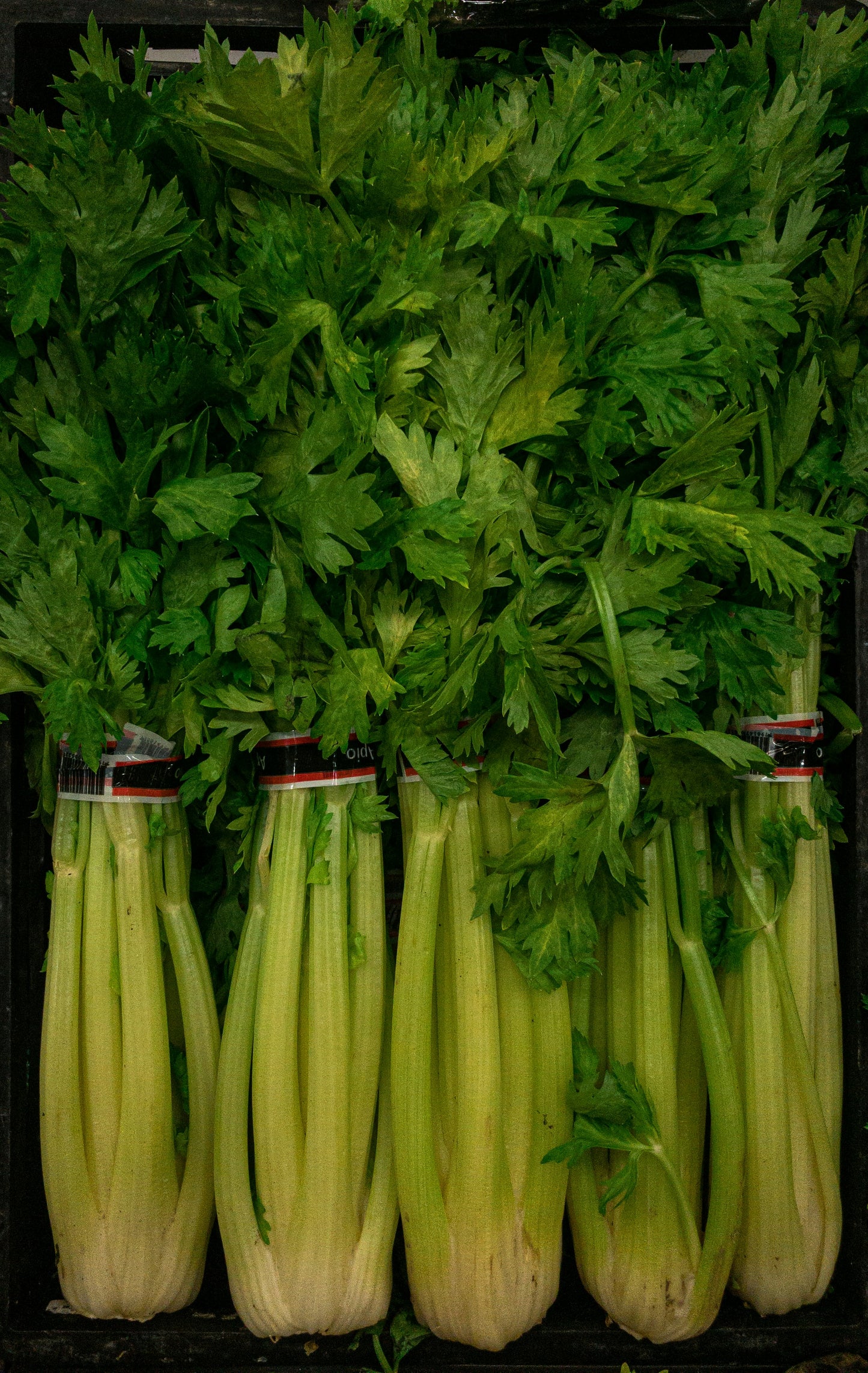 Celery