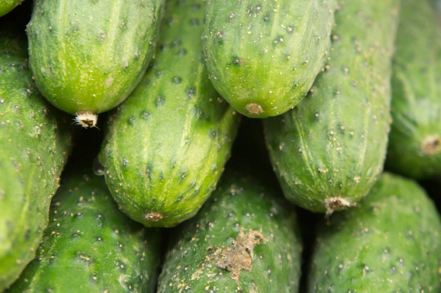 Armenian Cucumber