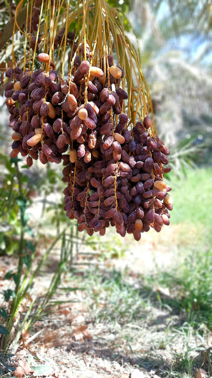 Dates Palm