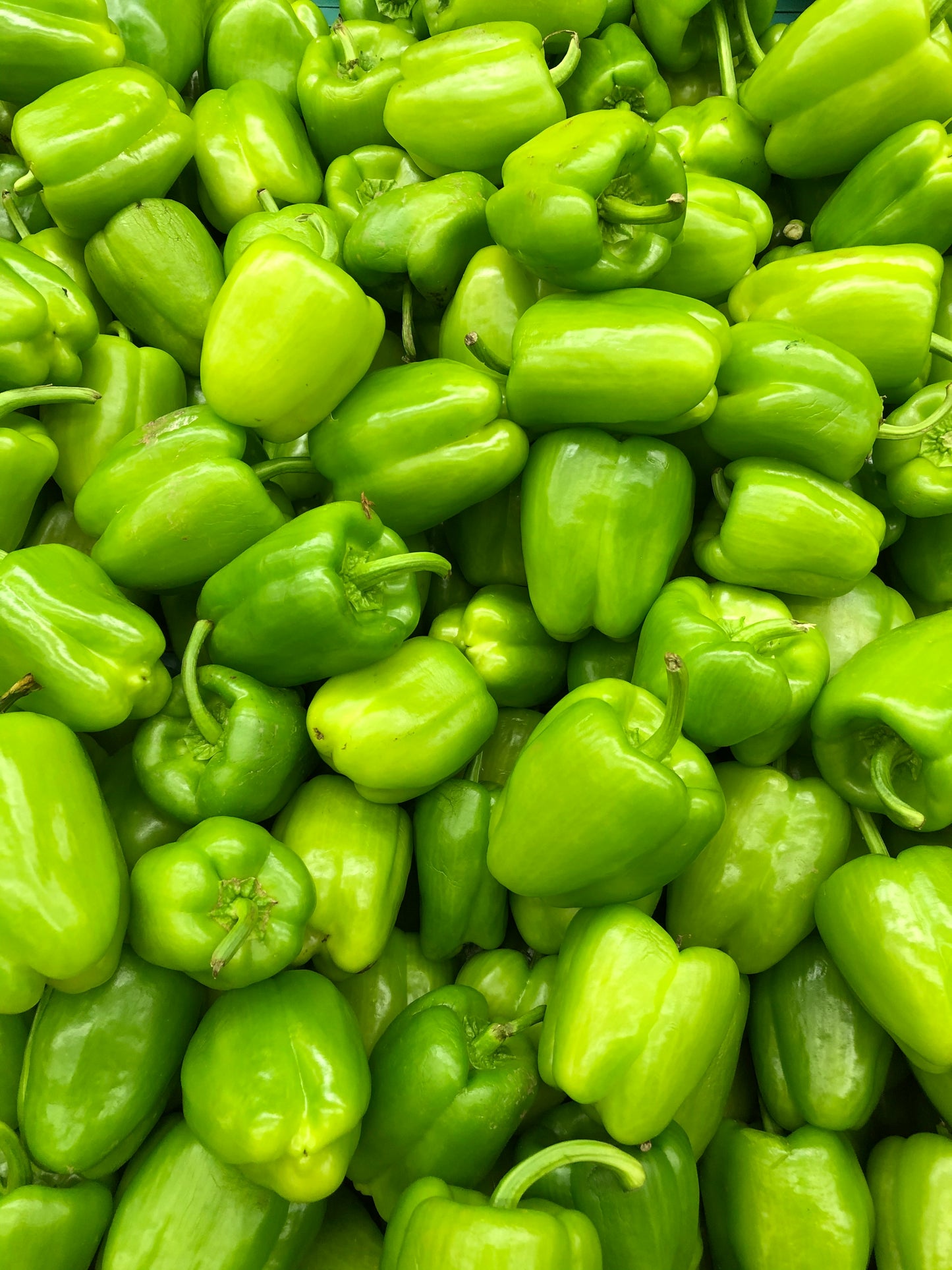 Bell Pepper