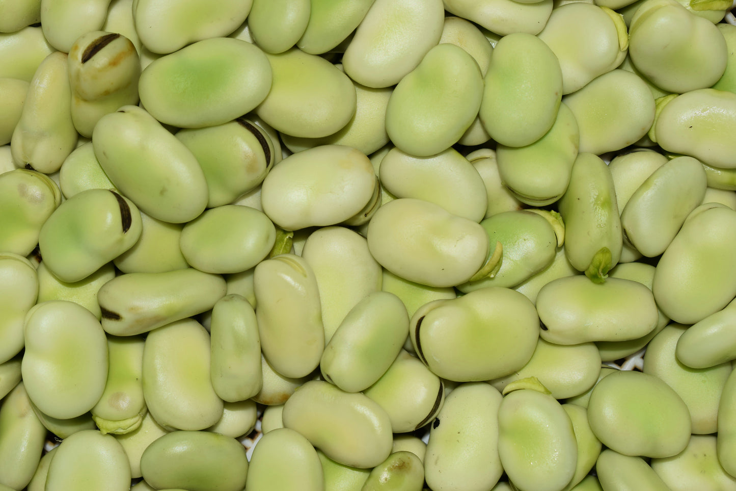 Fava