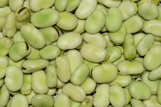 Fava