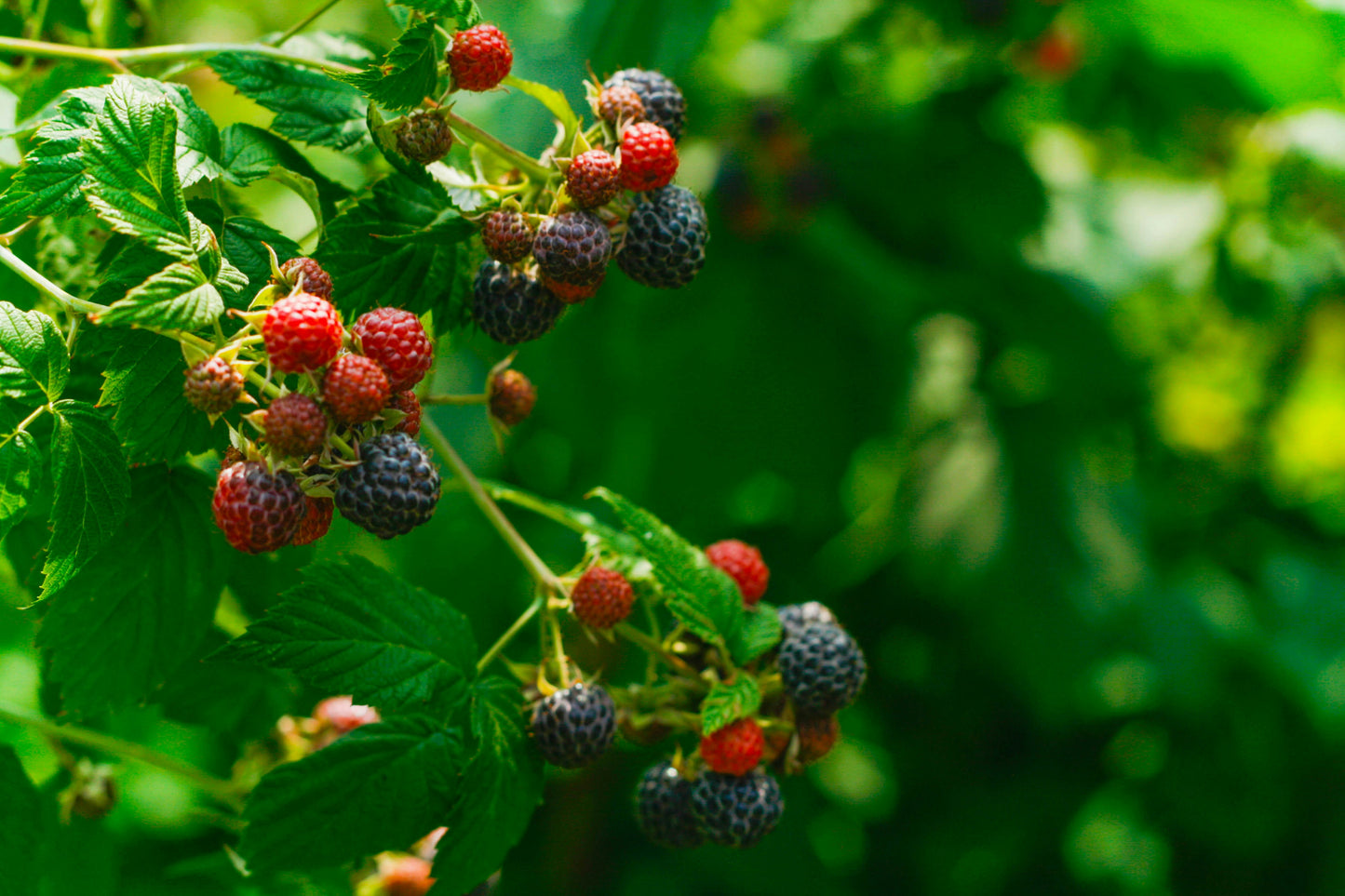 Raspberry