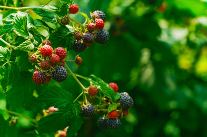 Raspberry