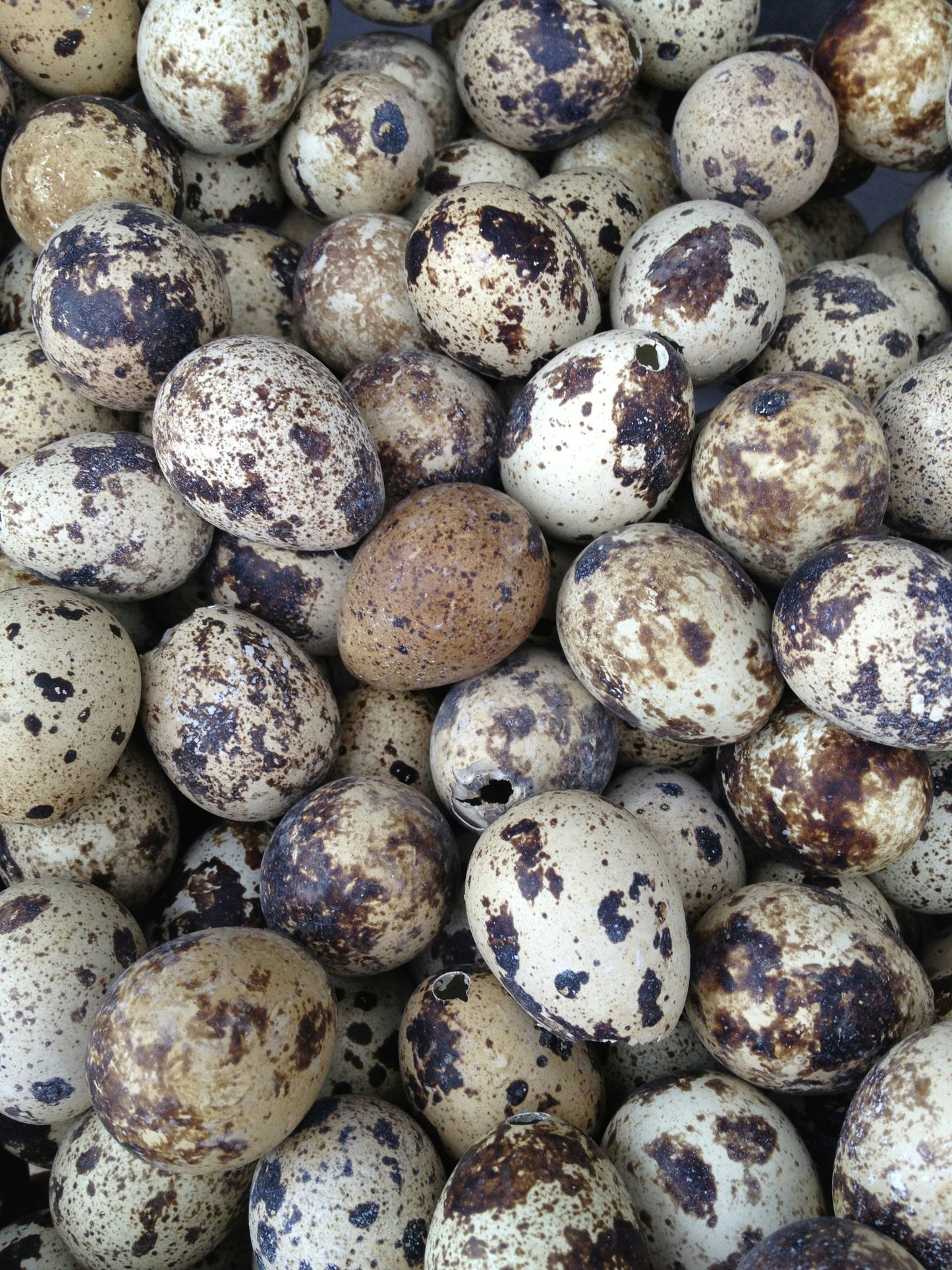 Fresh Quail Eggs