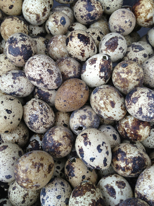 Fresh Quail Eggs