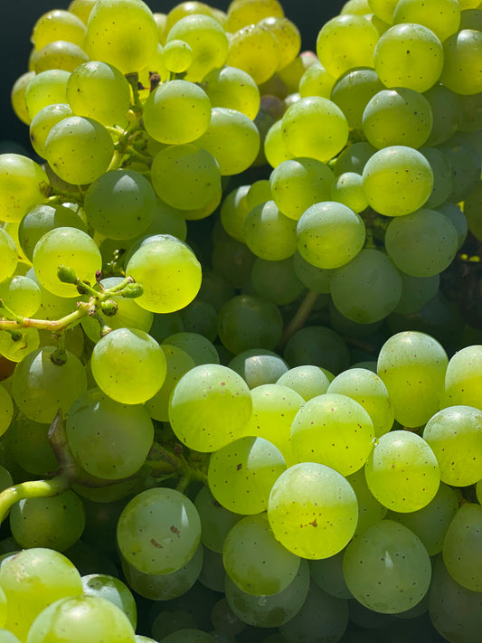 Grapes