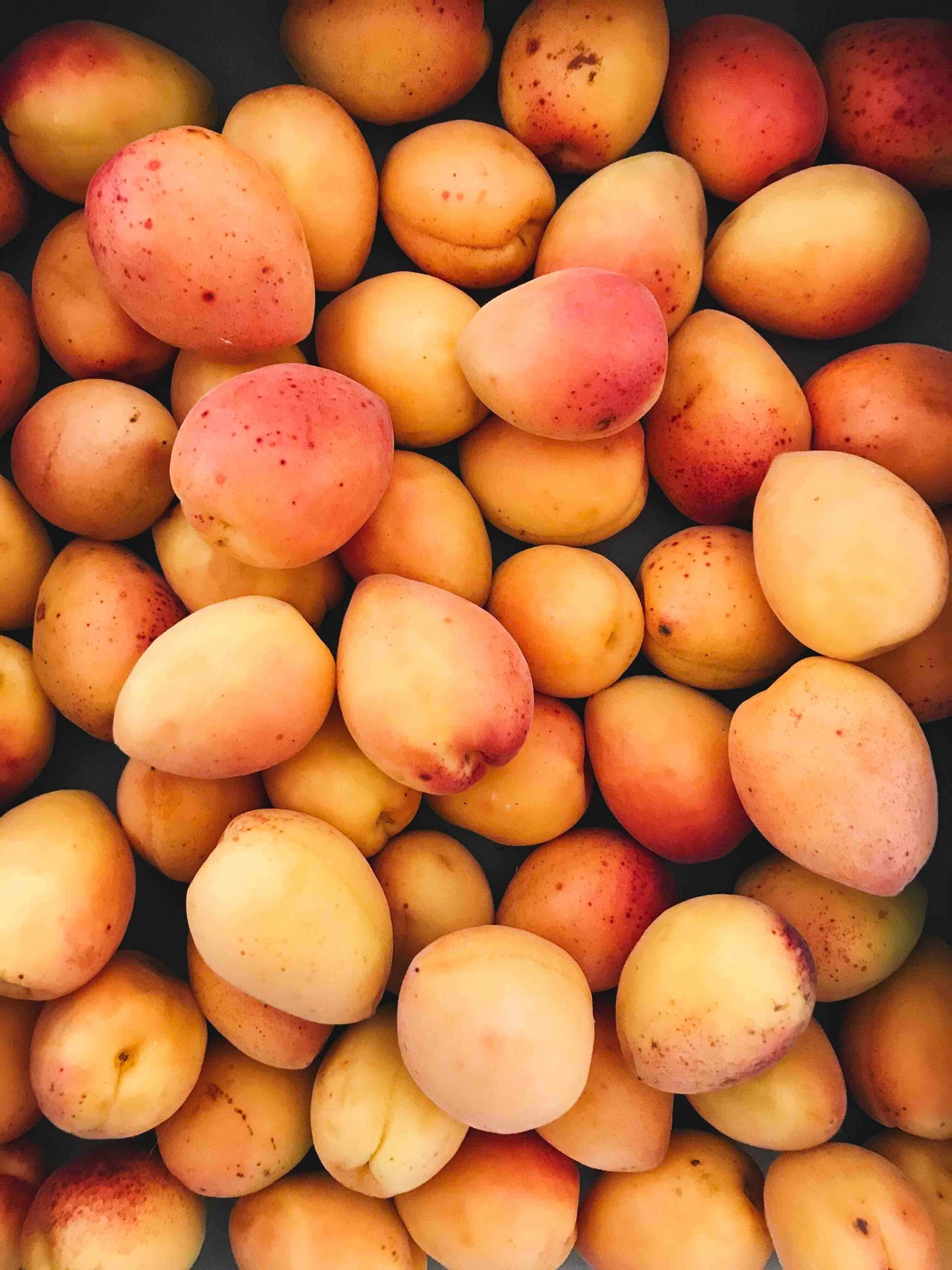 Apricot