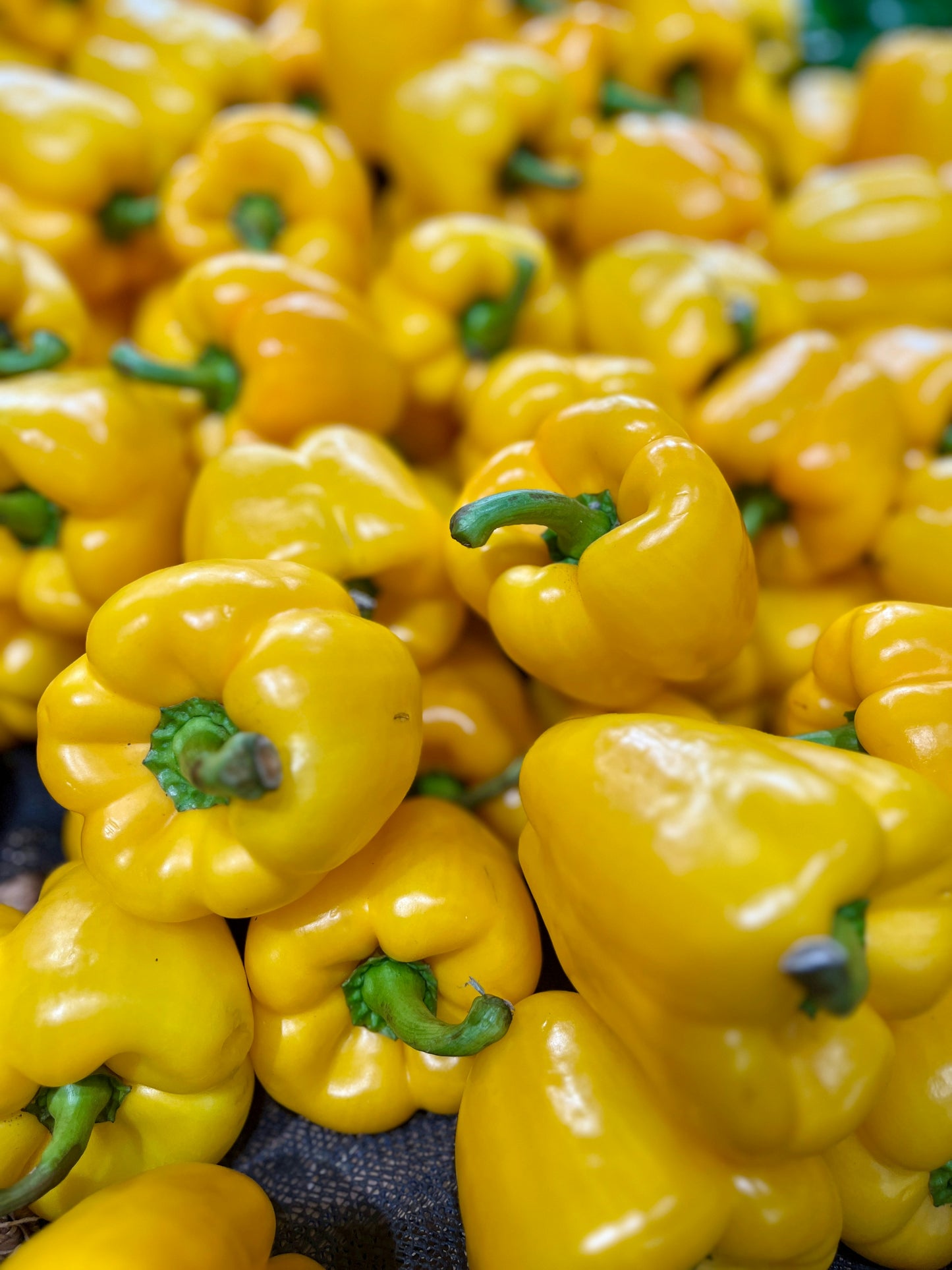 Bell Pepper