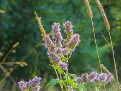 Pennyroyal