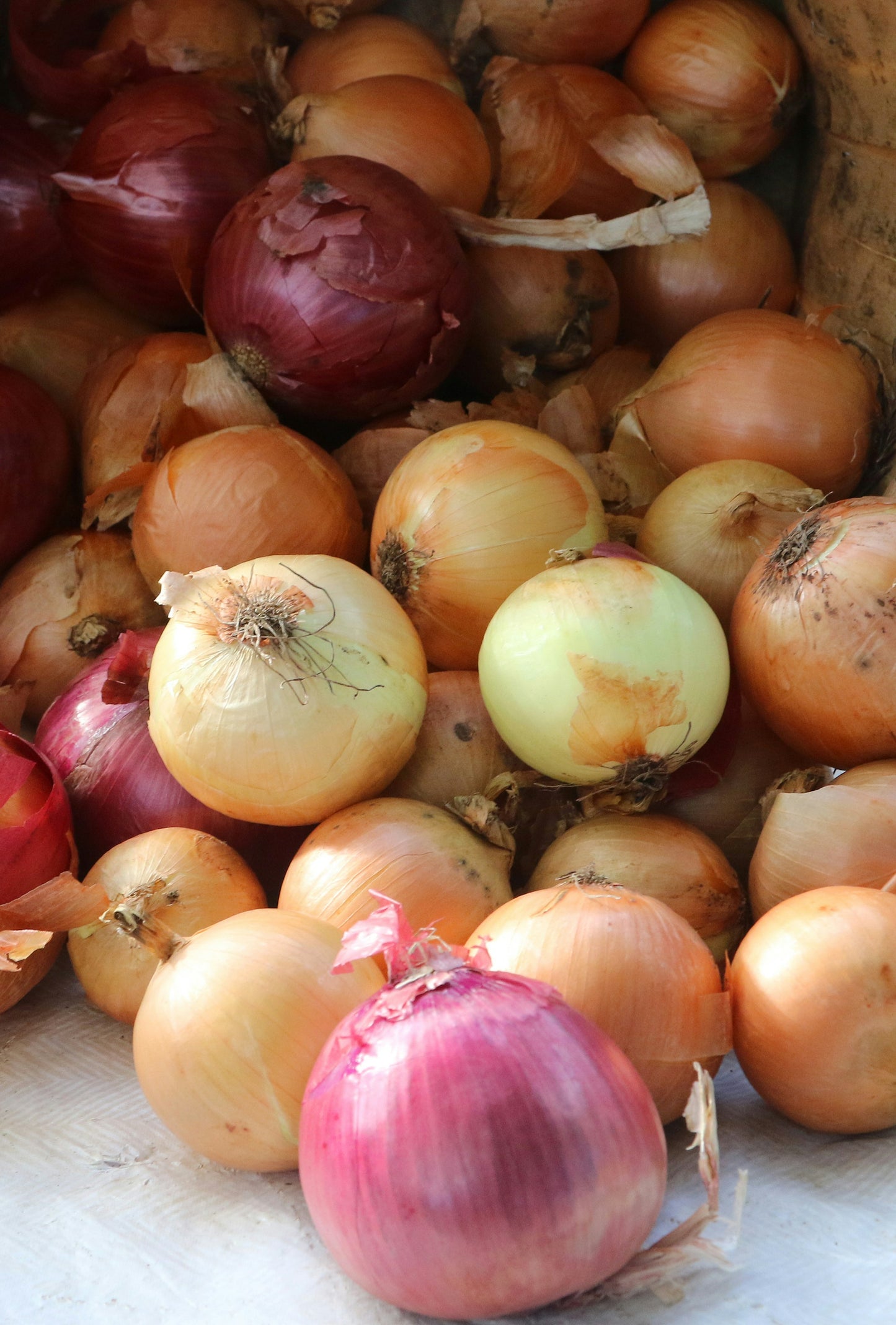 Onion