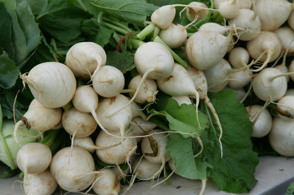 Turnip