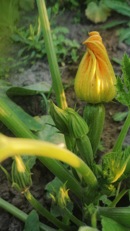 Zucchini