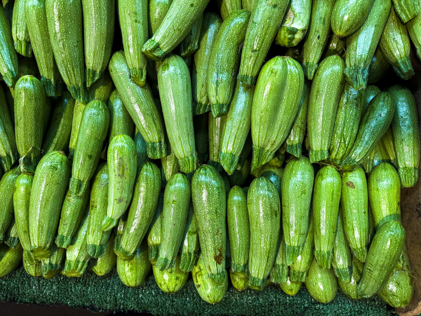 Zucchini