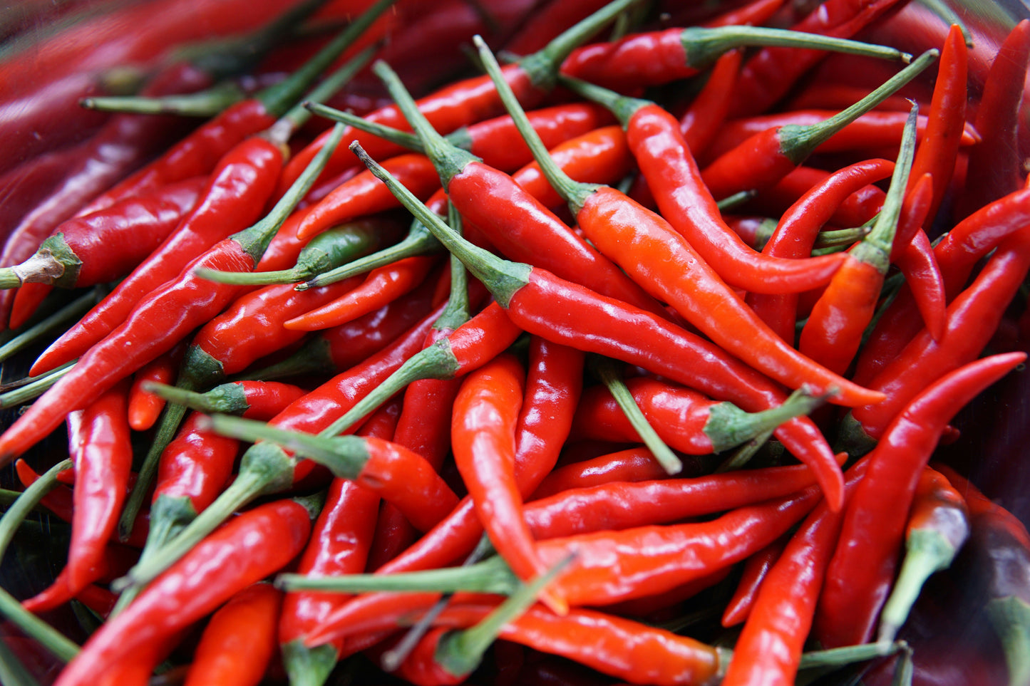 Chili pepper
