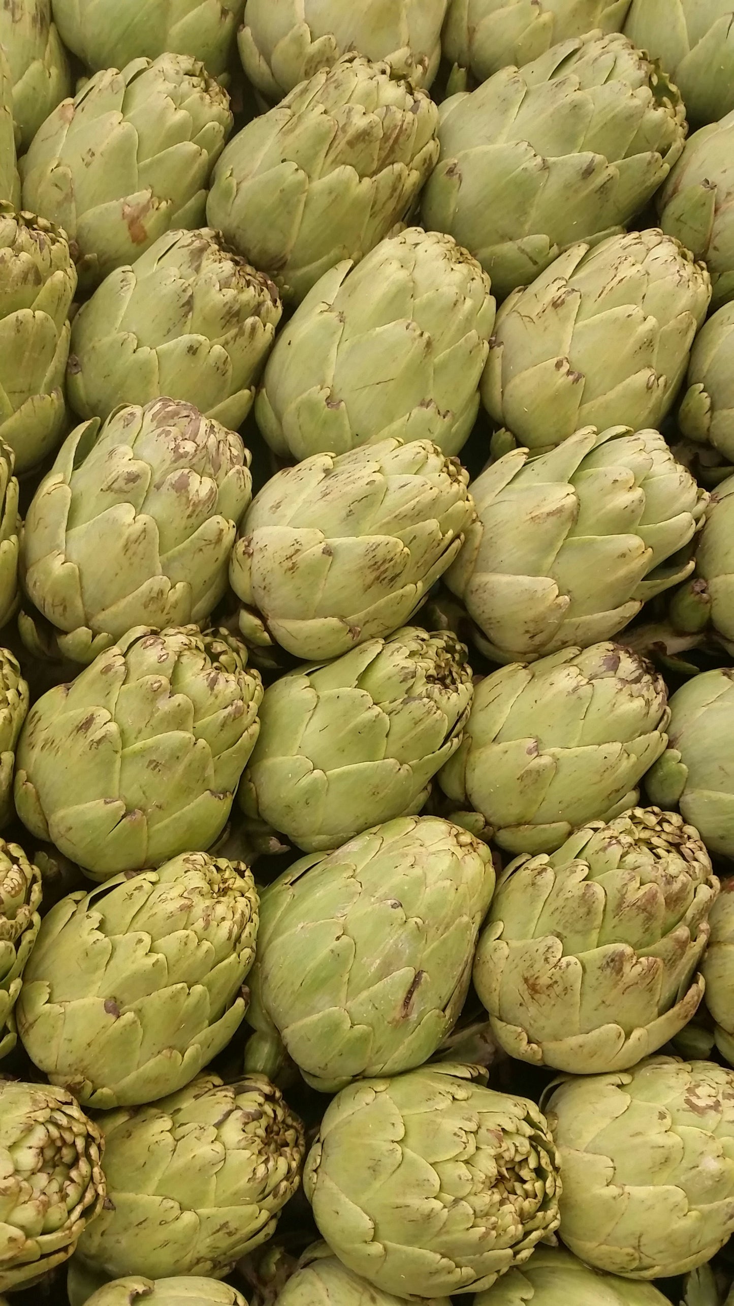 Artichoke