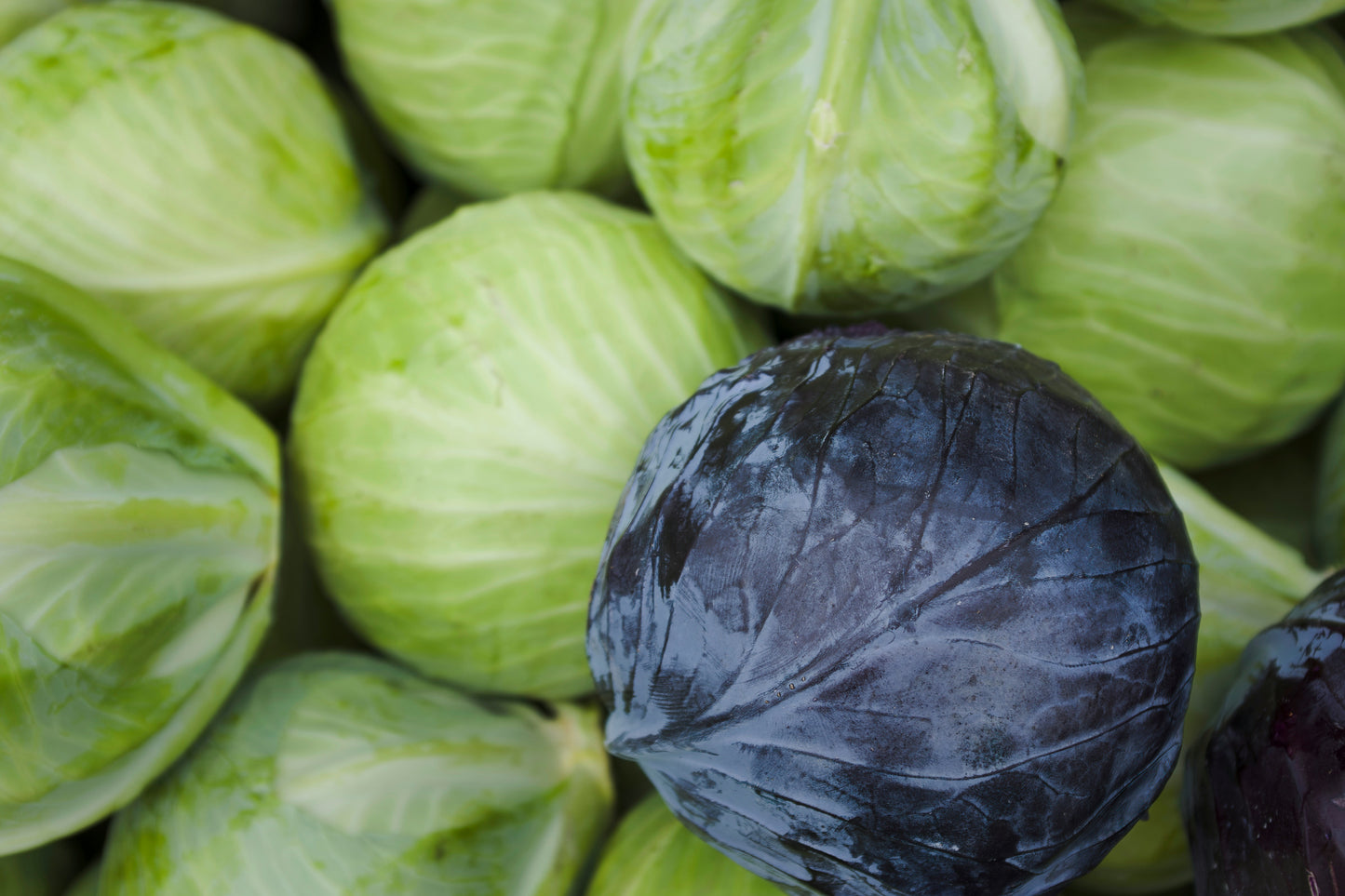 Cabbage