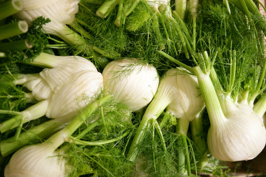 Fennel