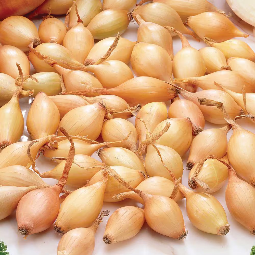 Shallot