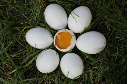 Fresh Eggs Beldi