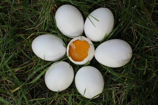 Fresh Eggs Beldi