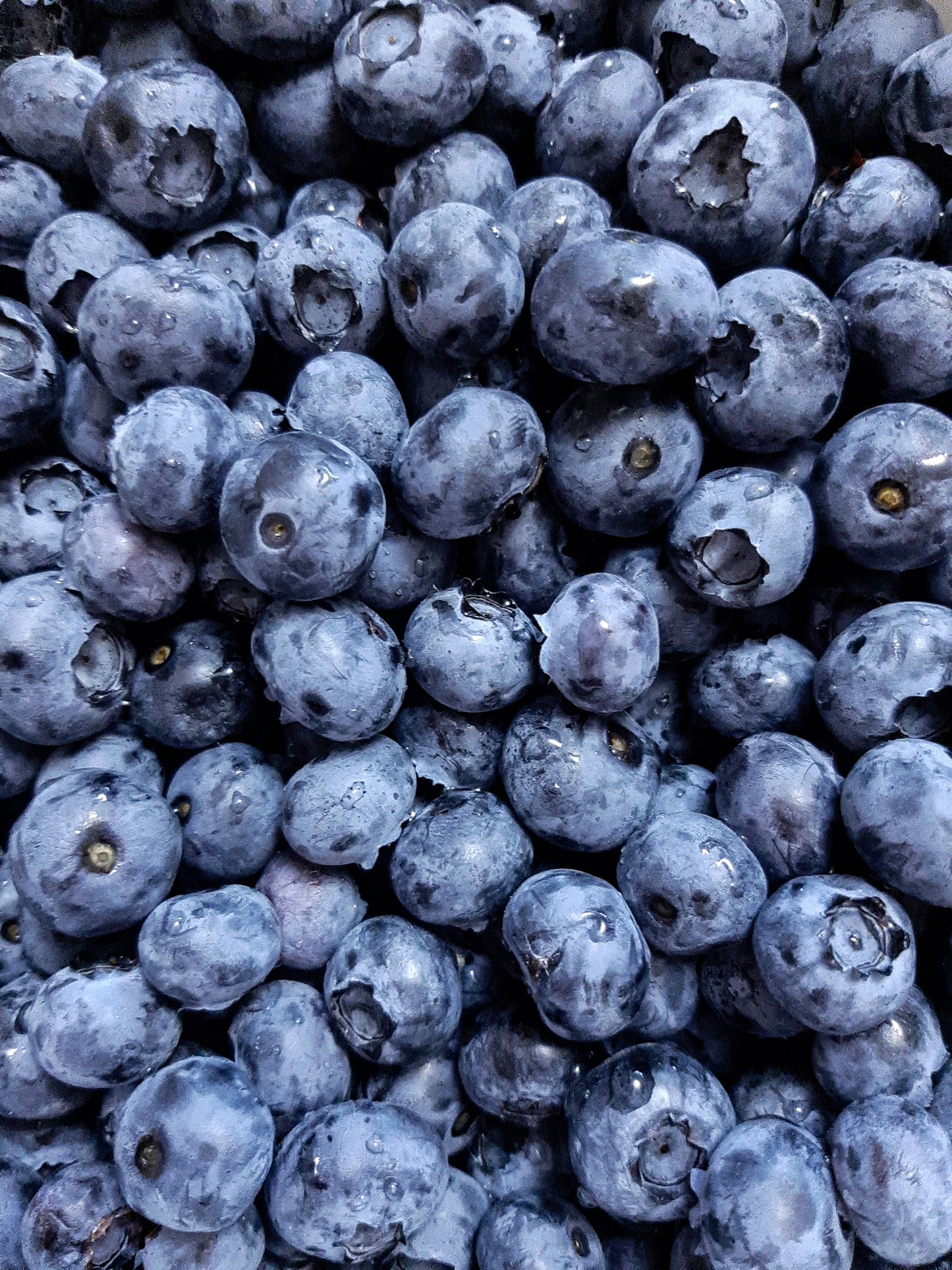 Blueberry
