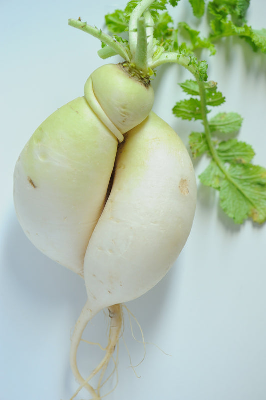 Turnip