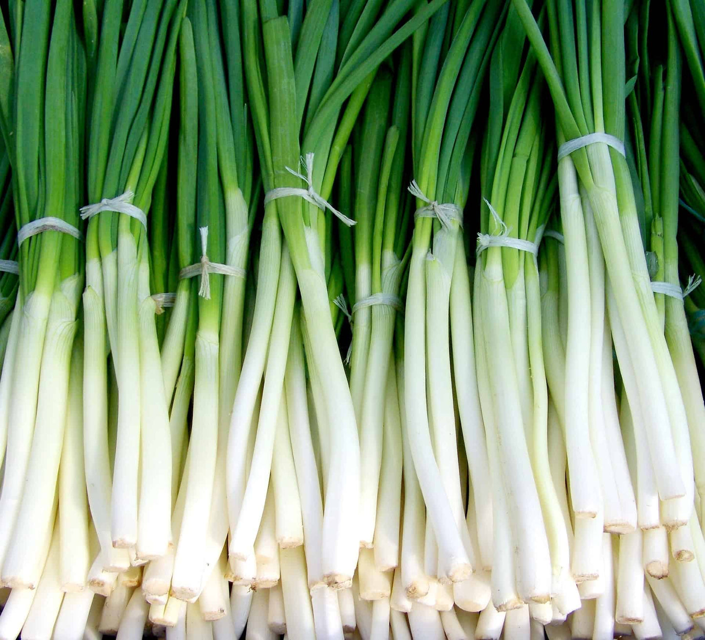 Shallot