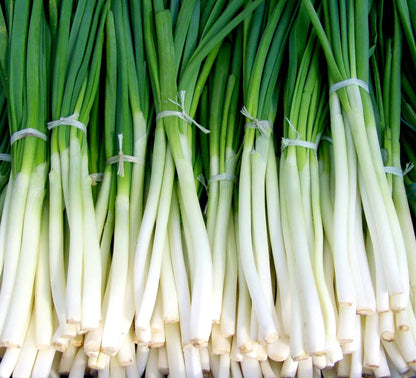 Shallot