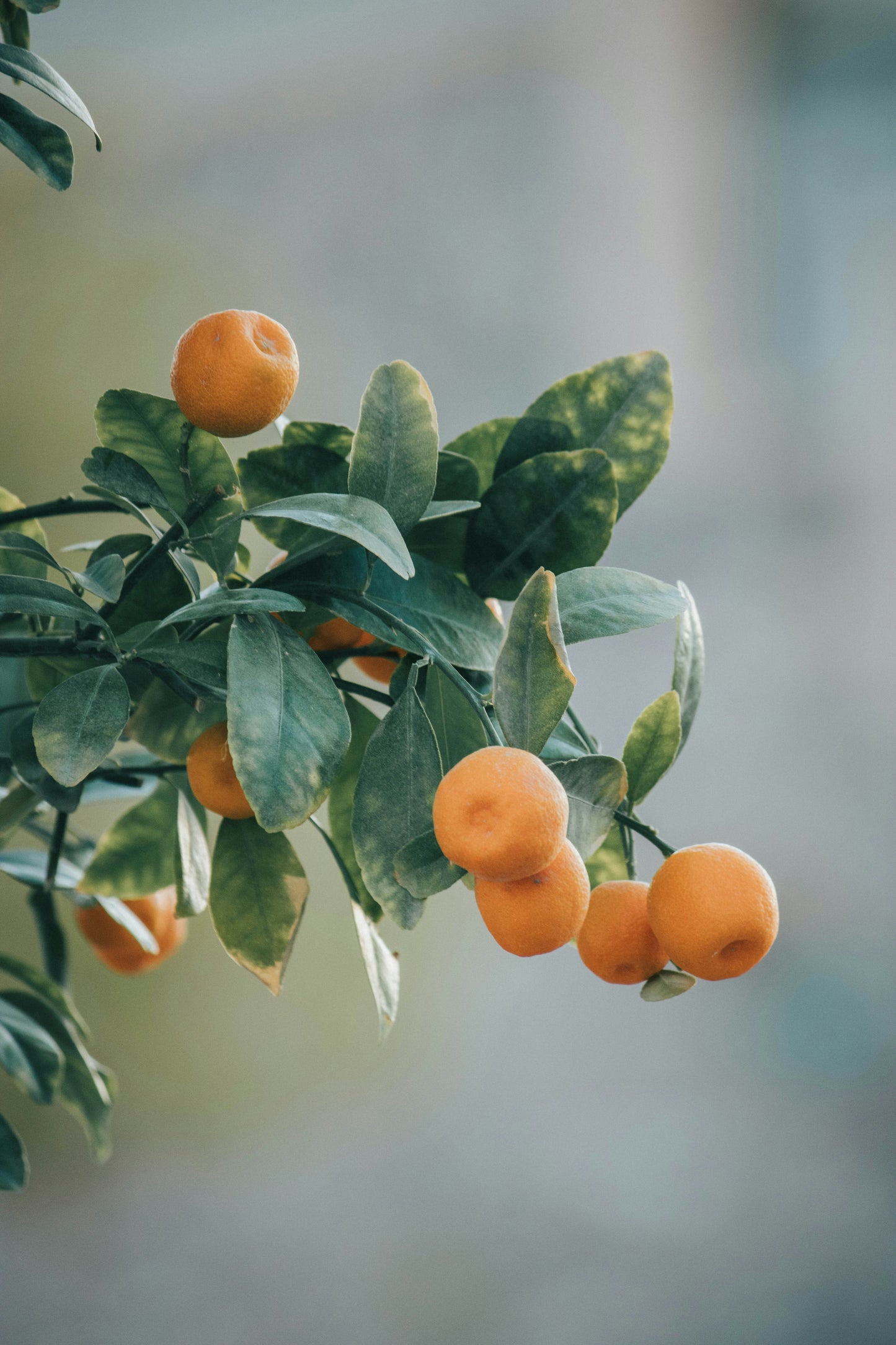 Apricot