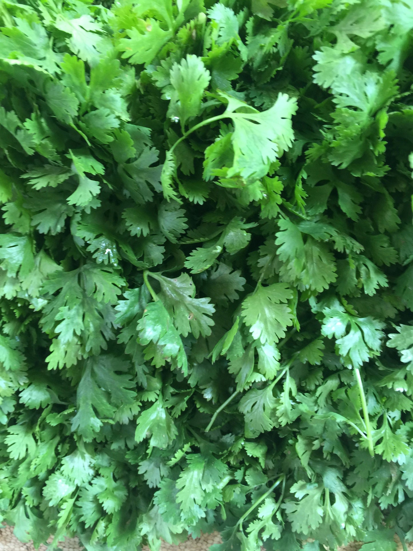 Coriander