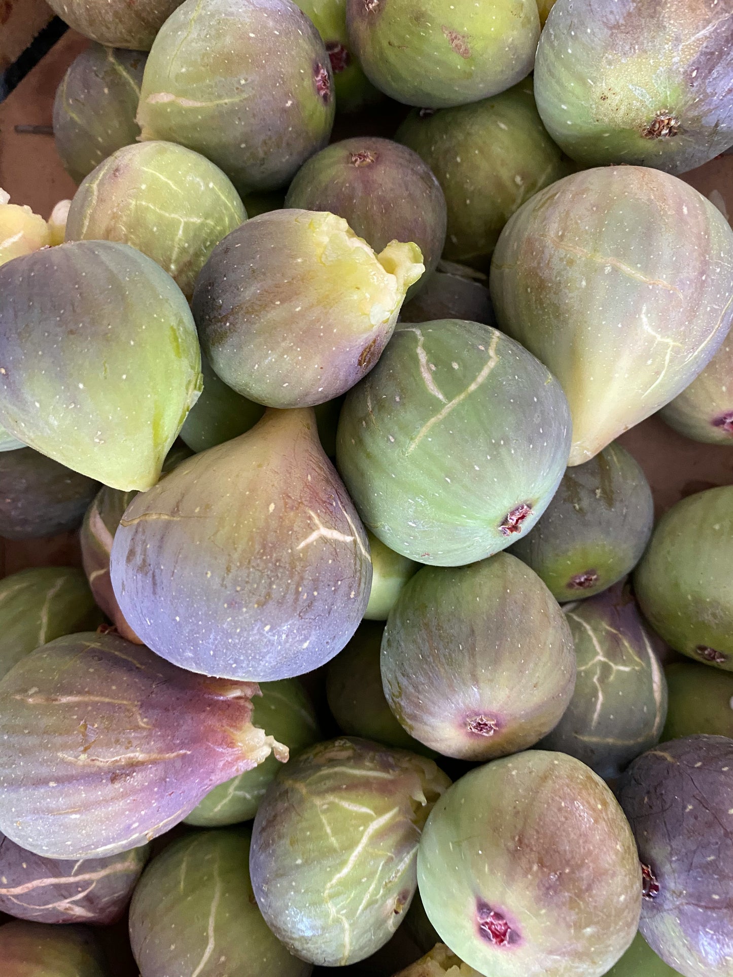 Fig