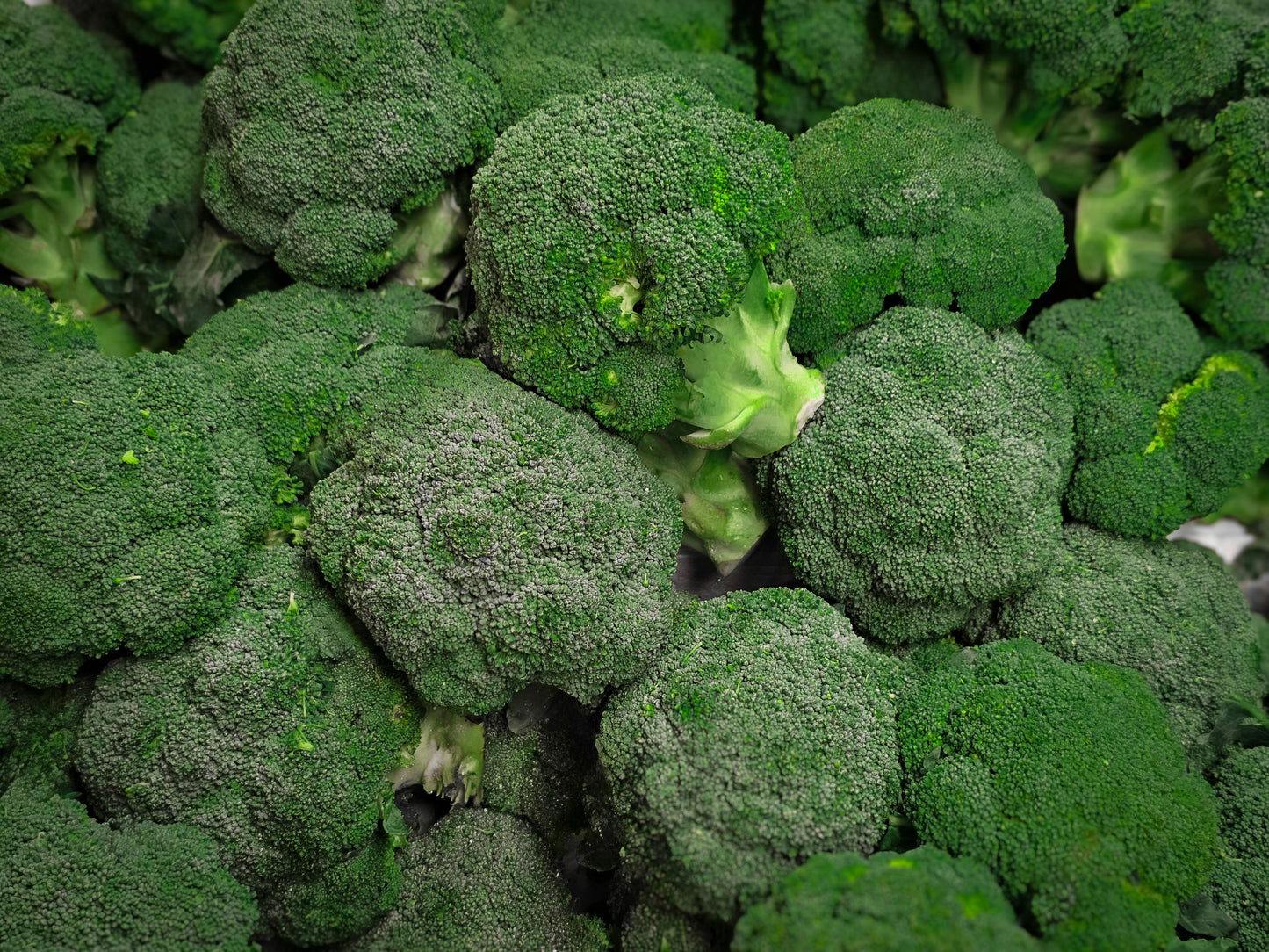 Broccoli