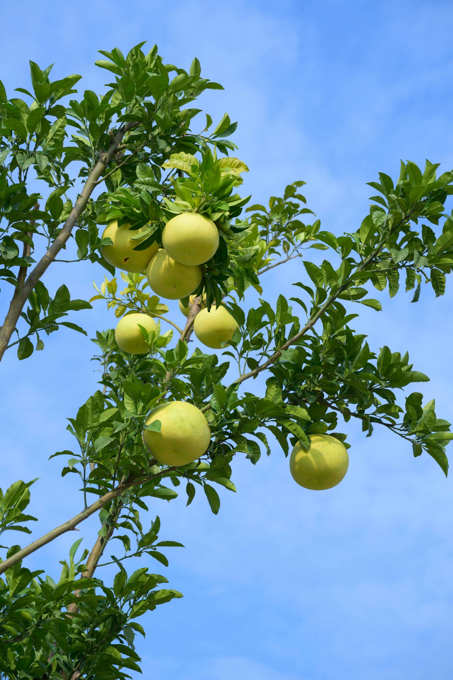 Grapefruit