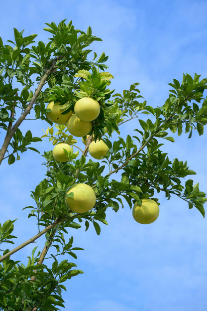 Grapefruit