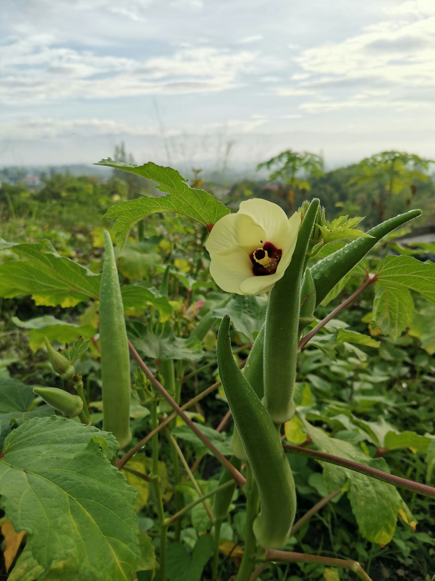 Okra